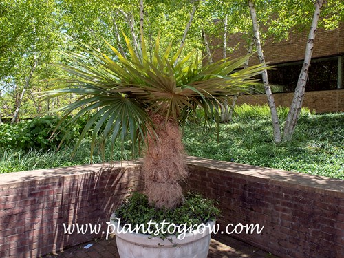 Old Man Palm (Coccothrinax crinita) growing in a large pot.  The ground cover at the base is Tahitian Bridal Veil.